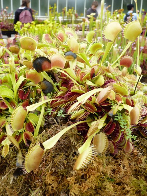 Dionaea muscipula